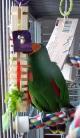 parrot enrichment pic