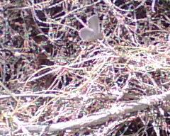 Dusky Blue Butterfly