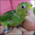 parrotlet-contact-calls_thumb