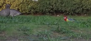 rosella and ducks2