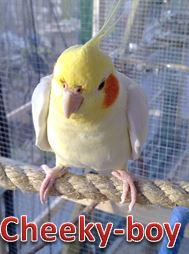 cheeky boy with name