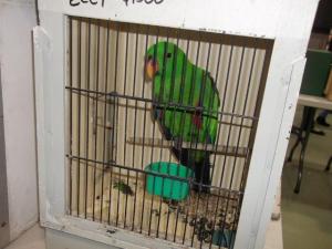 eclectus $4000