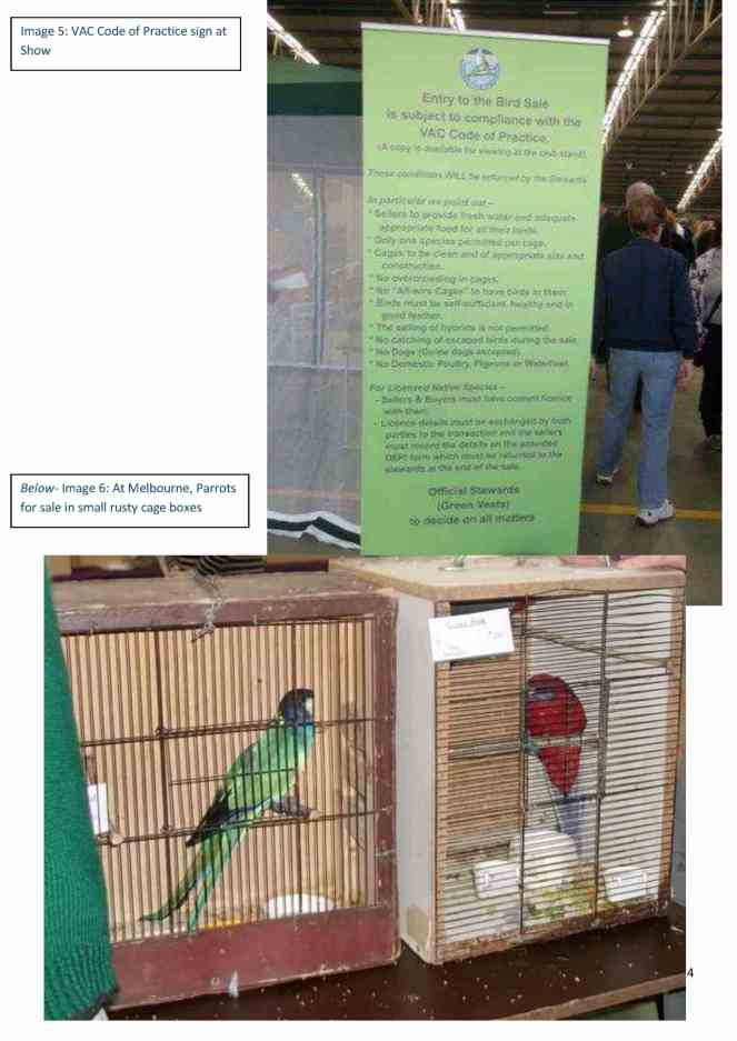 4. inal MEDIA RELEASE  Bird Breeders and Bird Groups Breach Code of Practice for the Housing of Caged Birds final4
