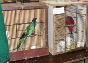 crimson rosella in rusty cages at Mornington Peninsula Bird Show Melbourne 