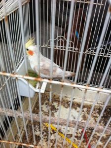 cockatiel 1