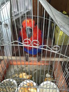 eclectus charlie 1